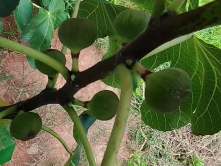 想不到最近收到最多的私信和评论都在问:无花果枝节处新冒出来的是果芽还是叶芽?今天就来给大家科普一下如何区分这两者。
首先,无花果之所以会"冒果"和"冒芽",是由它的生长习性和繁殖方式决定的。具体原因如下:
1. 叶芽的特征
在春季气温回升时,我们修剪过的枝条芽点开始萌动,长出新枝。有些品种由于光照和营养不足,会在新芽中继续萌发叶芽,为后续的繁殖结果提供营养基础。这些叶芽通常呈现尖尖的芽点形态。
2. 果芽的特征
当环境条件适宜(如温度、光照、养分充足),植株进入繁殖阶段时,就会在合适的部位分化出果芽。这些果芽大部分都是肉眼可见的圆形芽点。
以上是常规的分辨方法。
3. 特殊品种的混合芽
但随着无花果知名度提升,经过全球爱好者的不断改良和优化,如今许多品种从小就带有繁殖基因。这些品种一旦成长起来特别容易丰产,它们都有一个共同点:容易冒出双芽点,即混合芽。这种芽既能长叶芽,也能分化出果芽,但未来形成果实的几率更大。
我种植的品种中,从小带有繁殖特性的包括:
紫色波尔多、丰产黄、格莱斯、路易斯香槟、艾玛、路易斯安金、福建白蜜、波姬红、白马一号、珊瑚、女王、梦幻甜蜜、美丽亚、变异双色山、黑马KK、红美人、内格拉、蓝色普罗旺斯、宽叶布、宽叶斯、绿早和187,以及久留米系列等。
#无花果 #无花果生长过程 #无花果果芽 #种植小技巧 #种植的乐趣