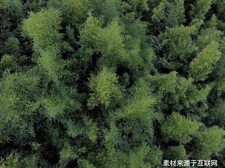 竹子是草,而不是树。树是木本植物,草是草本植物,木本植物跟草本植物之间有一个根本区别,那就是年轮的有无。树有年轮是万众皆知的,可竹子没有,把竹子锯断之后,不但看不到一圈圈的年轮,而且里面还是空的。从这一点来讲,竹子自然是草,而不是树。#冷知识 #有趣冷知识