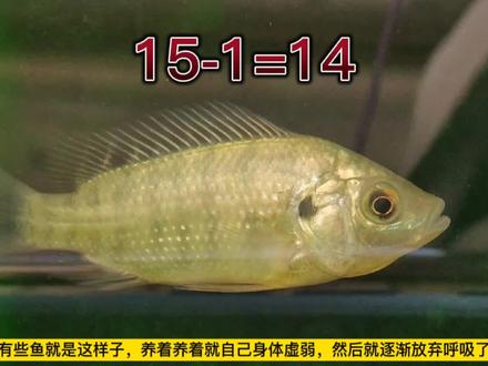有朋友问我罗非鱼怎样能养S?平时多喂饲料,它就自己不行了!