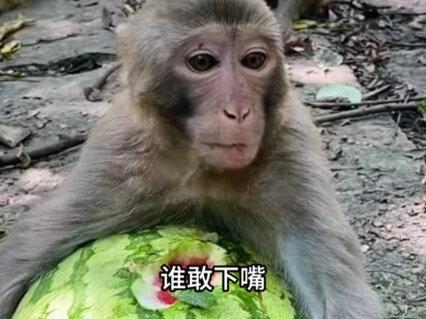 非洲人以“猴”为食,烤猴子在非洲大受欢迎,为啥中国没人吃? #涨知识#科普#科普知识#保护动物#内容启发搜索
