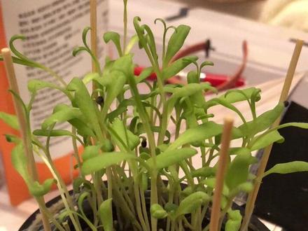 满天星生长过程#万物生长 #阳台种植