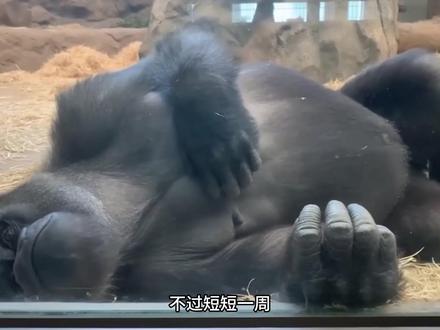 大猩猩凯撒和白猫梅布尔 两颗孤独的心跨越物种的灵魂救赎#黑猩猩 #大猩猩 #流浪猫 #动物世界