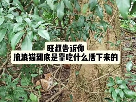 旺叔喂猫日记:流浪猫到底是靠吃什么活下来的 流浪猫真的是生态杀手吗?现在很多人都被网络上的碎片化信息给洗脑了。
流浪猫可怜,那被流浪猫吃掉的其他小动物就不可怜了吗?相信很多人都看到过这种说法。包括一些救助流浪猫的人,心里也会觉得迷茫。投喂流浪猫到底对不对呢?
旺叔今天就带大家看看,流浪猫的主要食物来源到底是哪些。流浪猫是不是真的把小鸟都吃灭绝了?数据较多,有兴趣的朋友可以耐心看完。我们先说结论。流浪猫的主要食物来源是人类投喂,以及生活垃圾。这部分占到45%-65%。尤其是冬季。人类投喂占到70%以上。而据上海调查,垃圾桶带盖后,流浪猫从垃圾中获取食物的难度增加了40%。
自然捕食只占到20%-35%。其中以老鼠和昆虫为主,鸟类只占到5%-10%。
所以真实情况是,流浪猫捕食对鸟类的影响非常小。其实这很容易理解。如果流浪猫是以捕食其他小动物为主,他们干嘛不去到野外,远离人群的地方生活呢?野外不是小动物更多吗?流浪猫之所以是流浪猫,就是因为他们是人类造成的,也依赖人类生存。我们要考虑的就是,怎样才能更好的和流浪猫和谐共处。而不是把生态的责任,推卸给不会说话的流浪猫。
#喂猫日记 #投喂流浪猫 #创作灵感