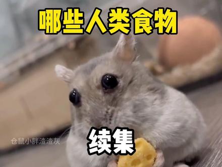 哪些人类食物,仓鼠可以放心吃?续集#仓鼠 #金丝熊 #养鼠日常分享