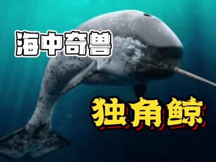 头上长角的独角鲸为自己招来杀身之祸 人类高抬贵手吧! #海洋生物 #鲸鱼🐳 #地球 #保护海洋 #深海