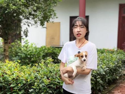 这么乖,谁会不喜欢😀#狗狗 #萌宠出道计划 #杰克罗素梗