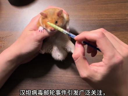 关于汉坦病毒养鼠的家人们不要恐慌!!!
#世卫组织汉坦病毒潜伏期长达6周 #仓鼠 #金丝熊 #金丝熊日常