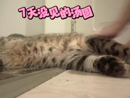二只猫咪独自在家呆了7天,拆家拆得无所顾忌,墙上全是猫爪印 #宠物 #搞笑 #vlog #生活