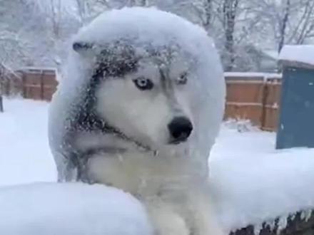 不小心踩到狗狗该怎么道歉#狗狗 #养狗小知识 #养狗人 #创作者中心 #创作灵感