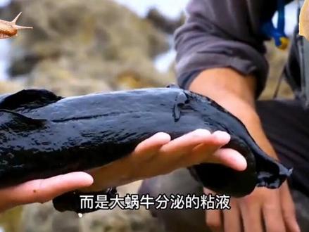 超大的海洋巨大蜗牛,你可曾见过?#蜗牛 #海洋生物 #绿尔庄园