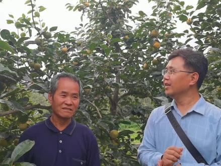 十一分钟视频!能不能把甜柿的种植,修剪,水肥,病虫害说一个大概?#甜柿 #果园 #果农#苹果 #桃