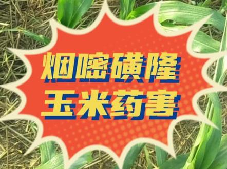 烟嘧磺隆玉米药害#抖音助农 #玉米 #分享农业小知识 #除草剂 #烟嘧磺隆