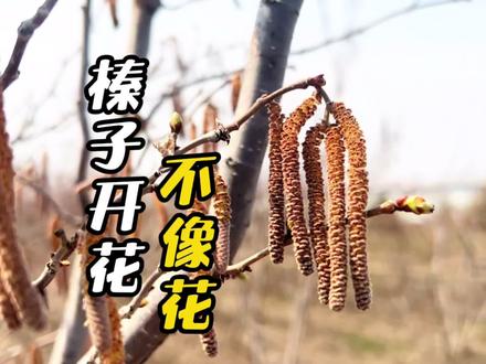北大荒农场60亩榛子树开花,期待秋天硕果累累,树下还能养大鹅 #我的乡村生活 #来抖音学农技 #大榛子 #农村创业
