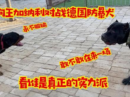 狗王加纳利对战德国防暴犬,过程让人心惊胆战,看谁是实力派战神 #狗狗 #罗威纳 #加纳利