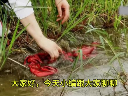 重返狼群之红腰带事件#守护镜头里的动物 #狂想地球村 #重返狼群 #李微漪#动物@dou+小助手