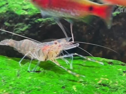 来说说你们养过大眼贼的都把什么鱼干掉了吧!#鱼缸 #养鱼日记 #水族