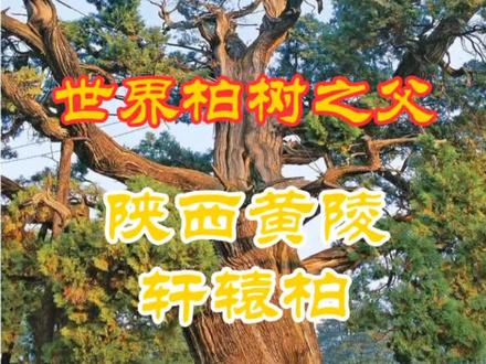轩辕柏,陕西省黄陵轩辕庙中的“黄陵古柏”,又叫“轩辕柏”。据传为轩辕皇帝亲手所植。#轩辕柏 @趣攀树 @抖音小