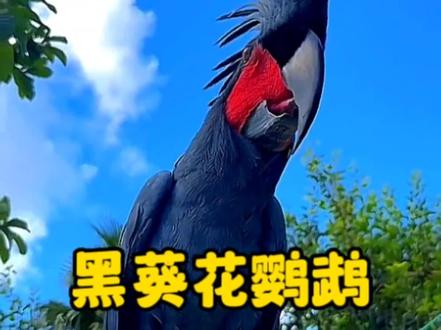 帅气的黑葵花大鹦鹉
#鸟类摄影 #拍鸟
@DOU+小助手