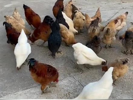 松针喂鸡,好处多多,您学会了吗?#禽病防治 #养鸡技术 #鸡病防治 #养殖技术 #我要上热门 #农村散养土鸡 #木易三农谈养殖