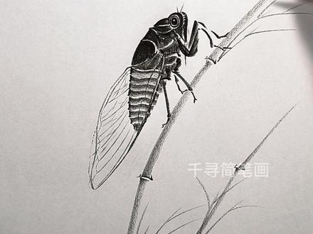 简单几笔画蝉#零基础学画画 #炭笔画 #一起学画画