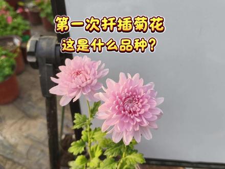 第一次扦插菊花,请问这是什么品种? #种植日记 #菊花 #花花草草 #扦插 #种菊花