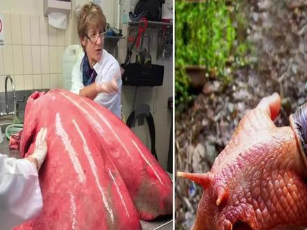 9个比你想象中大得多的东西 #大体格