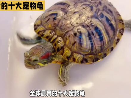 全球最贵的十大宠物龟 #爬宠 #爬行动物 #龟 #养龟 #养龟人 #乌龟 #观赏龟 #宠物龟 #龟宠时代 #粉丝1000万