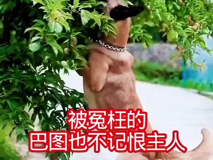 被主人冤枉的巴图并不记恨主人,而是用自己的方式挽回局面
#狗狗的日常 #狗是人类最忠诚的朋友 #萌宠出道计划 #神奇动物在抖音