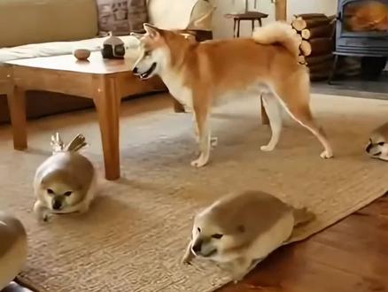 刀盾泛滥了!#神奇动物在抖音 #我的刀盾 #歪比巴卜