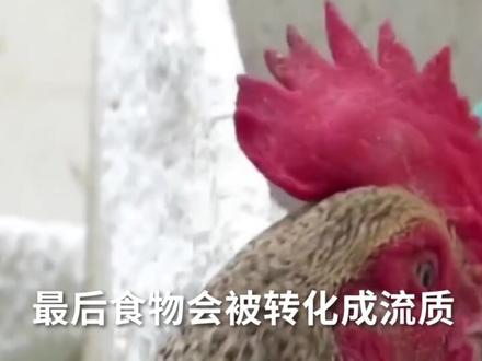 泡沫是人造材料。 鸡为啥喜欢去啄食 吃了泡沬有什么危害吗?