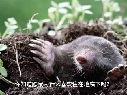 你知道鼹鼠为什么喜欢住在地底下吗?#科普 #科普一下 #动物科普 #奇妙的动物 #知识前沿派对