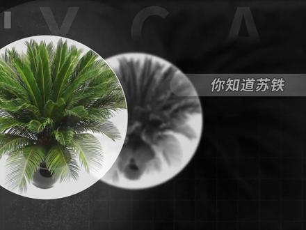 苏铁——俗称铁树的裸子植物#苏铁