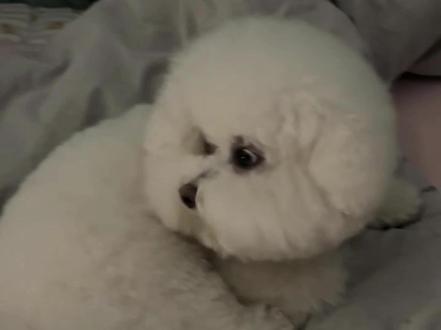 好乖的小狗啊 #谁说小狗只是宠物 #萌宠日常记录小可爱 #它真的好像个小宝宝 #养宠人的治愈谁懂啊