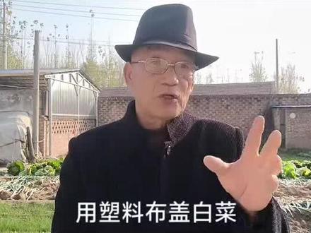 白菜的防冻措施 塑料布盖白菜需要注意的事项。#白菜防冻