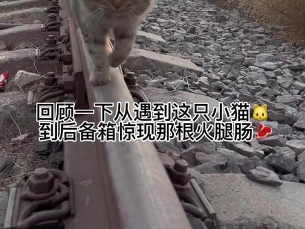关于山里遇到流浪猫的后续,虽然不是每个人心里那个最圆满的结局,但也可能是因为你们不知道另外一个故事。#流浪猫 #我和流浪猫的故事 #流浪猫救助