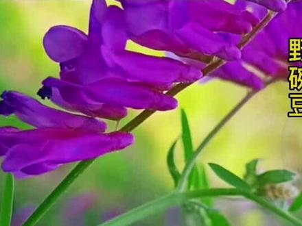 学古诗,认植物,“薇”就是野碗豆。