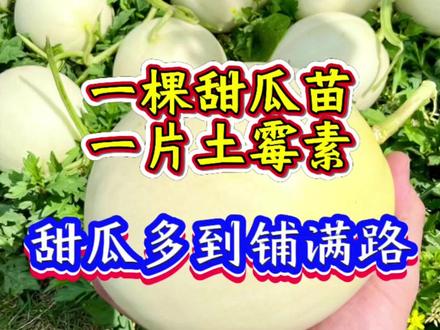 一棵甜瓜苗一片土霉素,甜瓜多到铺满路 #甜瓜 #甜瓜种植 #种甜瓜 #甜瓜高产