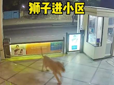 一头狮子半夜闯入居民小区寻找食物,太吓人了#神奇动物在抖音#野生动物零距离#监控下的一幕 #危险 #内容过于真实