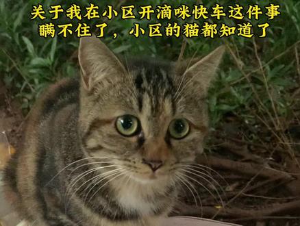 越来越多的小猫光顾我的“猫托车”#流浪猫 #狸花猫 #猫咪 #我和流浪猫的故事 #治愈系