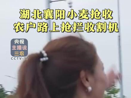 湖北襄阳小麦抢收,农户路上抢拦收割机! #湖北 #小麦 #粮食