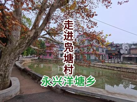 走进永兴县洋塘乡凫塘村 走进永兴县洋塘乡凫塘村,"凫塘" 二字,意为 "野鸭栖息的池塘"。村庄因村前中心处有一口历史悠久的水塘而得名,塘中曾有野生水鸟 (凫) 游弋,故名 "凫塘"。
这口古塘至今仍保存在村前中心位置,麻石条砌边,梧桐垂岸,是村庄千年历史的见证。,据记载,南宋南渡之际,始祖刘富道从江西泰和县鹅颈塘来到郴州永兴,发誓 “逢塘则止”,后遇金陵乡四都之凫塘,便在此定居,这一定居,开启了一个千年家族的传奇:不仅整个凫塘村人都姓刘,都是富道公后裔,其后裔更分布于永兴、桂阳、耒阳、郴州苏仙区一带,人口达十余万之多,繁衍出上千个刘氏村落。
富道公定居后,家族迅速繁衍,形成完整世系:
一世祖:富道公
二世:刘盛公
三世:刘顺公
四世:刘安定 (析居三都郎水)
六世:刘瑞辅 (由郎水迁居营盘)
八世:刘荣卿 (元至正十八年,1358 年,由营盘开基板梁)
富道公后裔形成了 **"湘南刘氏三塘"** 的宗族网络:
凫塘:富道公嫡系 (今洋塘乡凫塘村)
白鹭塘:富远公 (富道公弟) 后裔
天塘:富通公 (富道公弟) 后裔
至 1994 年第十次修谱时,富道公后裔已传 33 代,人口约十万,分布于 440 多个村落。#传统古村落 #刘氏家族 #乡村发现 #家乡的变化 #故乡的