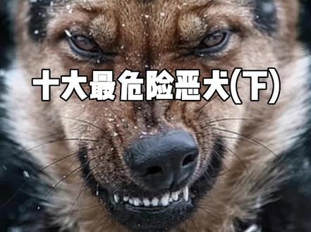 盘点地球上最危险的十大恶犬,第一名真的还能算是狗吗(下) #科普 #涨知识 #狗 #动物 #比特犬