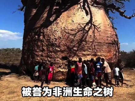 这些树千万别挖,小心唱铁窗泪。 #树#科普