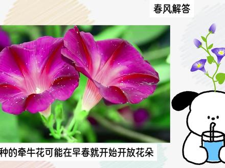 牵牛花的外形特点描写 #牵牛花