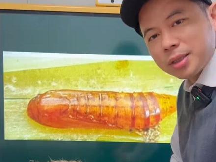 水稻二化螟(钻心虫)其实很好打,只要你做对这一步。#水稻 #水稻种植 #水稻钻心虫#二化螟#病虫害防治