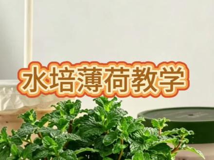 水培薄荷教学,想轻松养好水培绿植的可以学起来了#薄荷 #水培薄荷 #薄荷种植 #水培植物 #驱蚊绿植