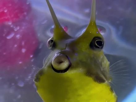 狠起来连自己都杀的鱼#角箱鲀 #牛角鱼 #河豚🐡 #科普