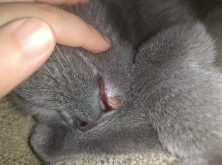 猫嗜酸性肉芽肿#猫嗜酸性肉芽肿#关爱流浪猫#洛阳