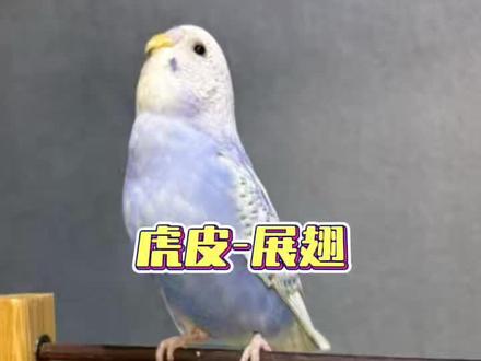 #鹦鹉鹦鹉萌萌哒逗鹦鹉 #鹦鹉小白 #鹦鹉日常 #虎皮鹦鹉 #虎皮鹦鹉
虎皮鹦鹉展翅是如何训练的?