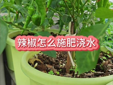 樟树港辣椒种植,辣椒的养护过程,种辣椒怎么施肥 #辣椒种植 #盆栽辣椒 #辣椒苗 #辣椒施肥 #樟树港辣椒